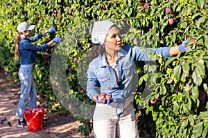 Woman farmer picking plums in fruit garden