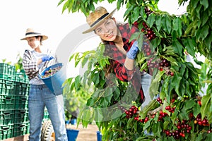 Woman farmer picking red cherries in fruit garden