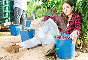 Woman farmer picking red cherries in fruit garden