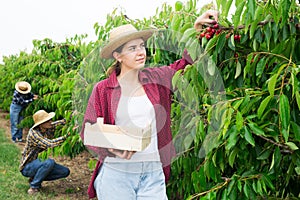 Woman farmer picking red cherries in fruit garden