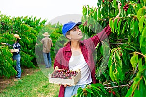 Woman farmer picking red cherries in fruit garden