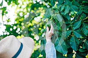 Woman farmer picking unripe green walnut from nut tree