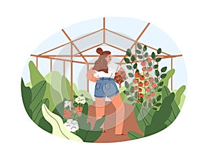 Woman farmer picking vegetable harvest in greenhouse on holidays. Summer country lifestyle. Agriculture and tomato