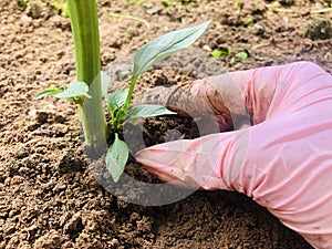 Woman farmer plants grows plant gardening Agriculture