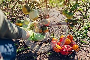 Woman farmer putting tomatoes in basket on summer farm. Picking fall crop of vegetables. Harvesting time on farm