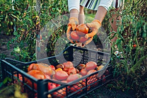 Woman farmer putting tomatoes in crate on eco farm. Gathering autumn crop of vegetables. Farming, gardening