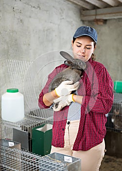 Woman farmer with a rabbit in her hands on her farm. Farmer takes care of animals