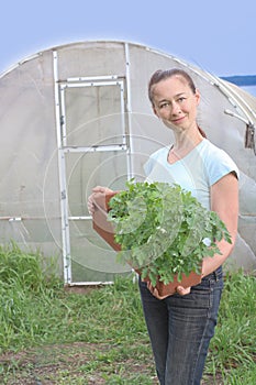 Woman farmer stays next to greenhouse and holding plastic box with tomatoes seedling ready to plant it to soil