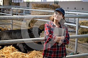 Woman farmer with tablet computer inspects cows at a dairy farm.