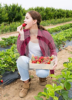 Woman farmer tasting new harvest of strawberry