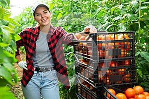 Woman farmer with tomato harvest in greenhouse