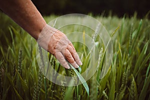 Woman farmer walks through a wheat field, touching green ears of wheat with his hands. Agriculture concept. A field of