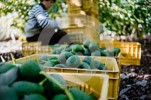 A woman farmer working in the hass avocado harvest season