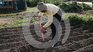 woman farmer working with hoe in vegetable garden, hoeing the soil