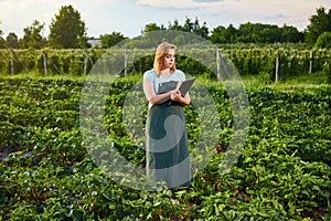 Woman farmer working in a strawberry field. Biologist inspector examines strawberry bushes