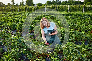 Woman farmer working in a strawberry field. Biologist inspector examines strawberry bushes