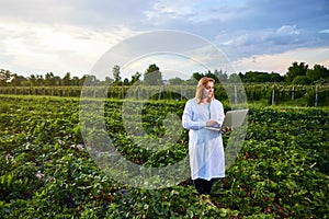 Woman farmer working in a strawberry field. Biologist inspector examines strawberry bushes using laptop