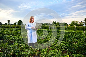 Woman farmer working in a strawberry field. Biologist inspector examines strawberry bushes using laptop