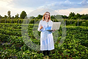 Woman farmer working in a strawberry field. Biologist inspector examines strawberry bushes using laptop