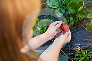 Woman farmer working in a strawberry field. Worker picks strawberries