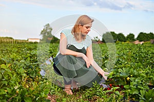 Woman farmer working in a strawberry field. Worker picks strawberries