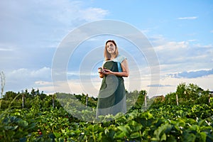 Woman farmer working in a strawberry field. Worker picks  strawberries