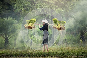 Woman Farmers grow rice in the rainy season.