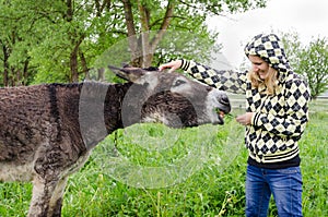 Woman feed cute wet donkey animal with grass