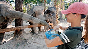 Woman feed the elephant in the tropics.