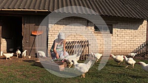 Woman feed poultry broiler chicken in farm stall outdoor