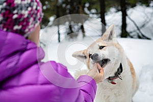 Woman feeding Akita Inu dog in snow, Karkonosze Mountains, Poland