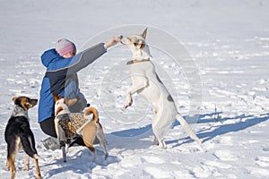 Woman feeding big white dog outdoor