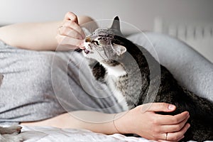 woman is feeding cat, cat eats from hands of girl, happy and satisfied cat with owner