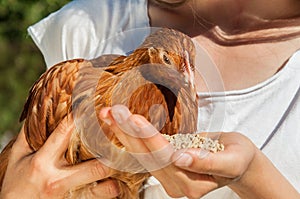 A woman is feeding a chicken