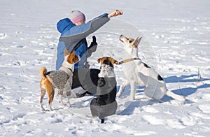 Woman feeding dogs while training some simple commands