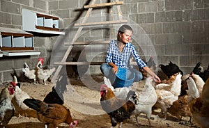 Woman feeding domestic chickens