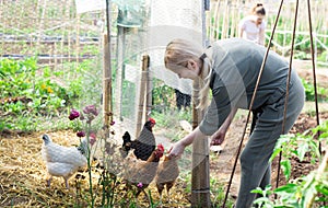 Woman feeding domestic chickens in small henhouse