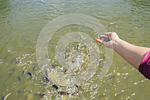 Woman feeding for fishes in the river. Feeding of tilapia