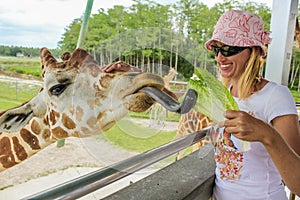Woman feeding giraffe