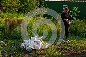 A woman feeding her white rock chickens on a farm
