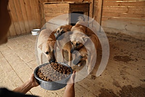 Woman feeding homeless dogs in animal shelter