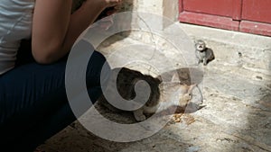 Woman is feeding a hungry cat with a small kitten on the street.