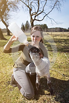 Woman feeding a lamb with a bottle milk, Hand raising and animal