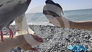 Woman feeding pigeons on pebble sea beach holding them, hands close-up.