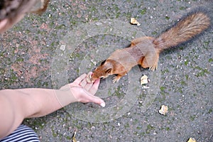 Woman feeding a red-haired squirrel nuts