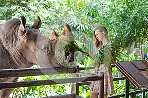 Woman feeding the rhino in the zoo