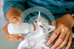 Woman feeding small kitten