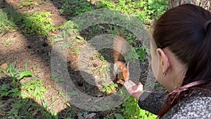 Woman feeding squirrel in forest. Squirrel jumping on ground to the hand with nuts. Timid animal taking food and eating it.