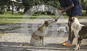A woman is feeding a stray dog â€‹â€‹in a park