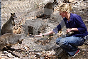 Woman Feeding Wallabies